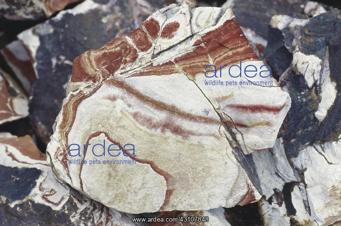 : Banded Rhyolite : Banded Rhyolite