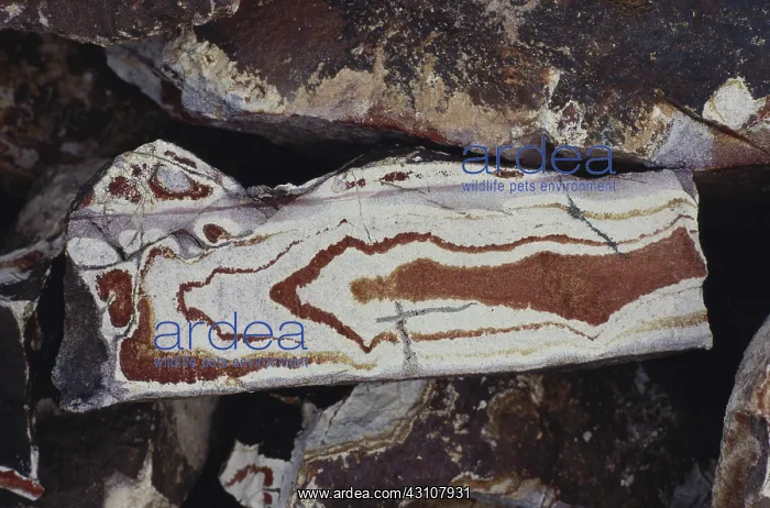 : Banded Rhyolite : Banded Rhyolite