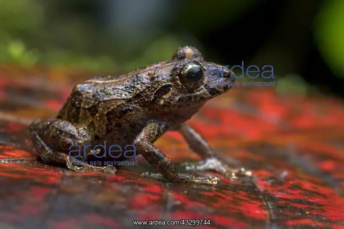 : Banded Robber Frog (Pristimantis taeniatus) Putumayo : Banded Robber Frog (Pristimantis taeniatus) Putumayo