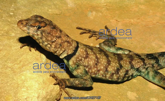: Banded Rock Lizard : Banded Rock Lizard
