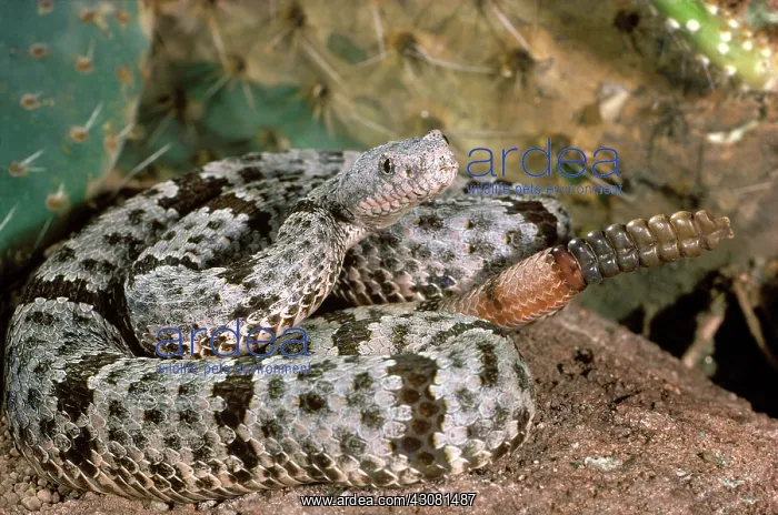 : Banded Rock Rattlesnake : Banded Rock Rattlesnake
