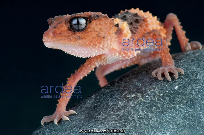  : Banded rough knob-tailed gecko (Nephrurus wheeleri