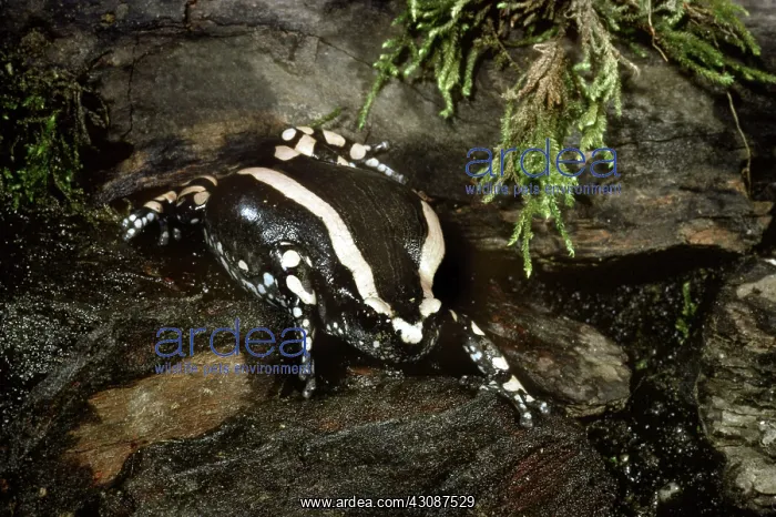 : Banded Rubber Frog : Banded Rubber Frog