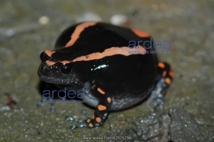 : Banded Rubber Frog - Close up : Banded Rubber Frog - Close up