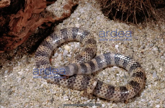 : Banded Sand Snake : Banded Sand Snake