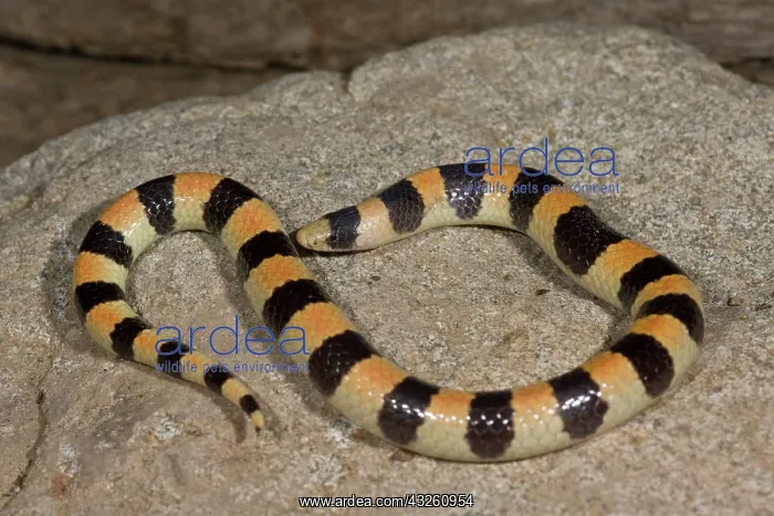 : Banded Sand Snake, Chilomeniscus cinctus : Banded Sand Snake, Chilomeniscus cinctus