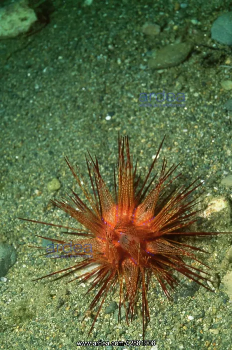 : Banded Sea / Double Spined Sea URCHIN : Banded Sea / Double Spined Sea URCHIN
