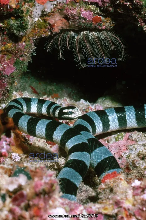 : Banded Sea Krait : Banded Sea Krait
