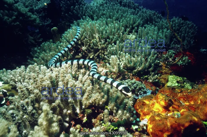 : Banded Sea Krait (Laticauda colubrina) : Banded Sea Krait (Laticauda colubrina)