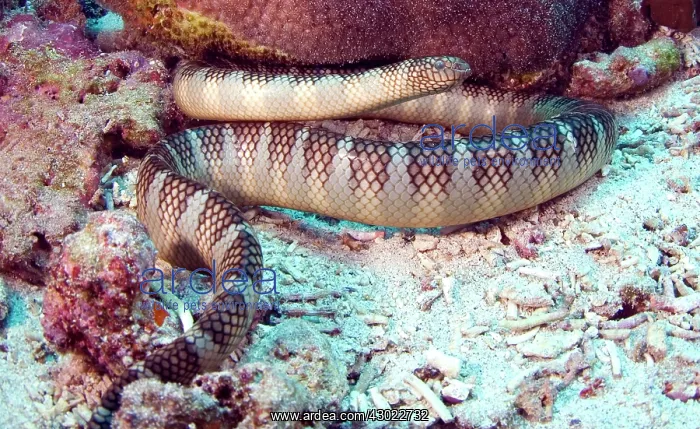  : Banded Sea Snake