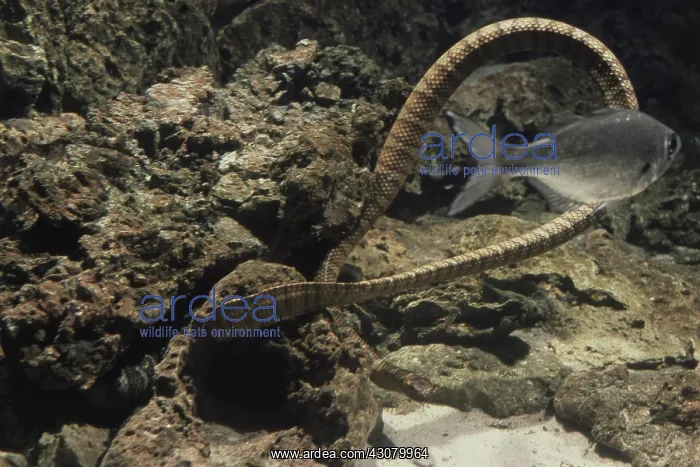 : Banded Sea Snake : Banded Sea Snake