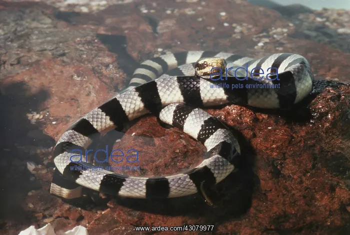 : Banded Sea Snake : Banded Sea Snake