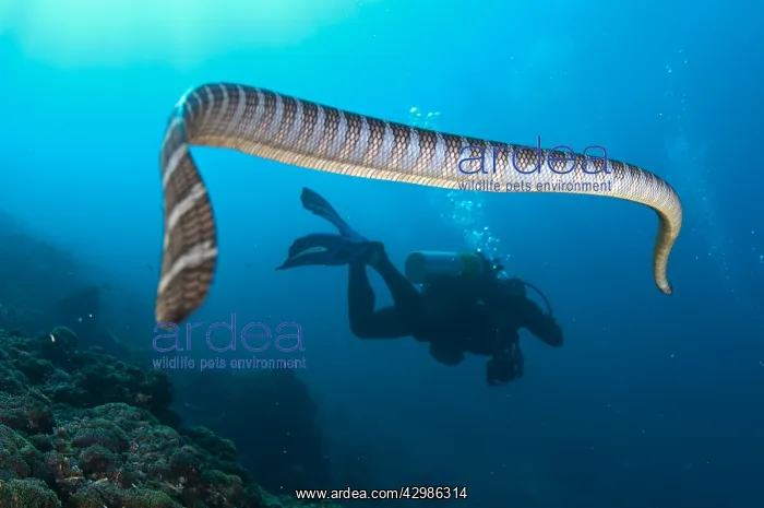 : Banded Sea Snake - following diver - Snake Ridge : Banded Sea Snake - following diver - Snake Ridge