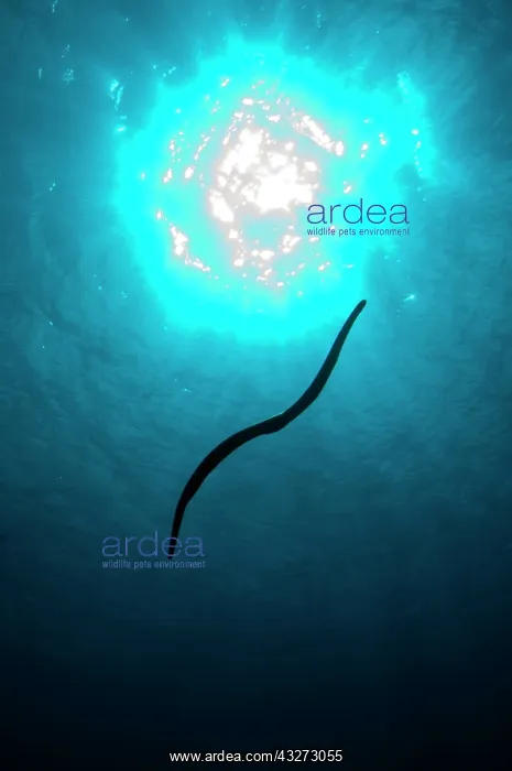 : Banded Sea Snake - silhouetted against sun : Banded Sea Snake - silhouetted against sun