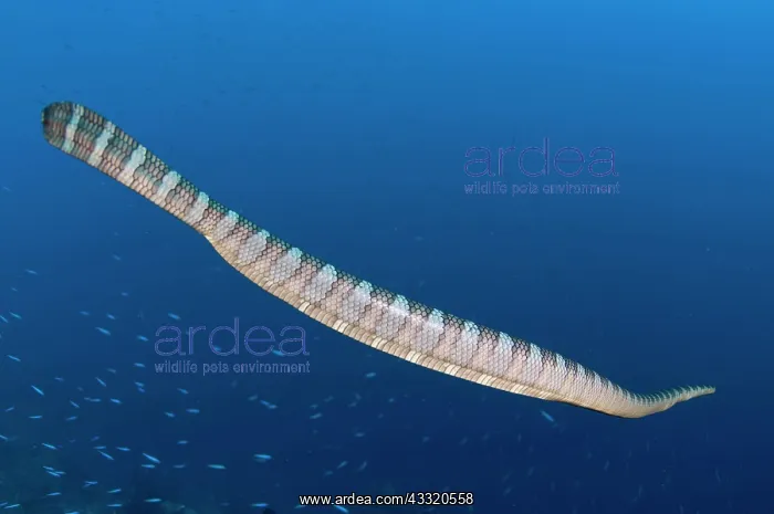 : Banded Sea Snake - amongst small fish : Banded Sea Snake - amongst small fish