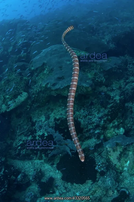 : Banded Sea Snake - swimming along reef amongst small fish : Banded Sea Snake - swimming along reef amongst small fish