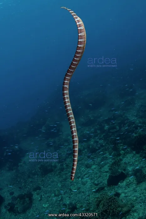 : Banded Sea Snake - swimming down to reef amongst small fish : Banded Sea Snake - swimming down to reef amongst small fish