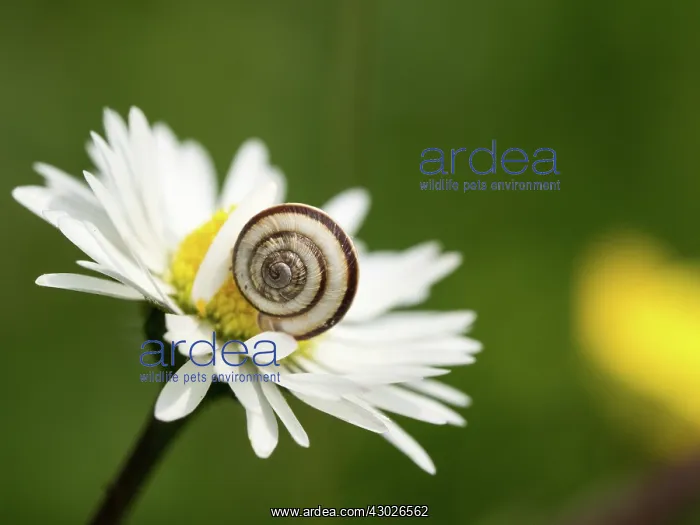  : Banded snail - on daisy flower - Dorset
