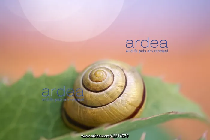  : Banded Snail, Norfolk UK