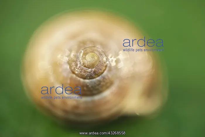  : Banded snail shell