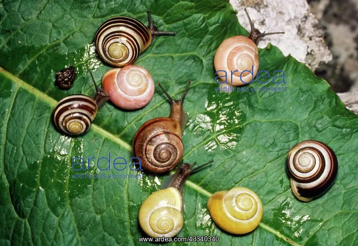 : BANDED SNAILS - Showing genetic polymorphism in : BANDED SNAILS - Showing genetic polymorphism in