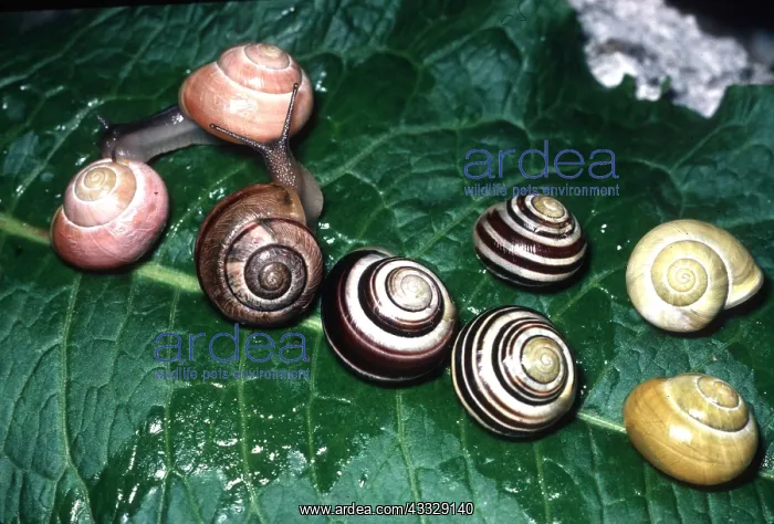 : BANDED SNAILS - showing polymorphism in wide variety : BANDED SNAILS - showing polymorphism in wide variety