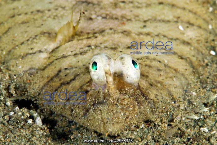 : Banded Sole : Banded Sole