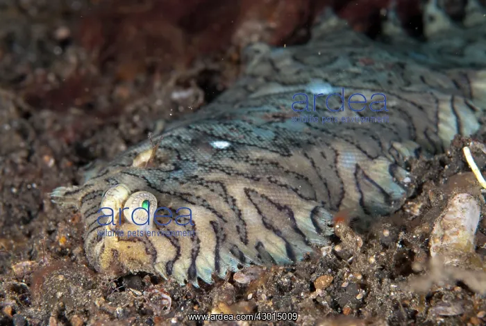: Banded Sole : Banded Sole