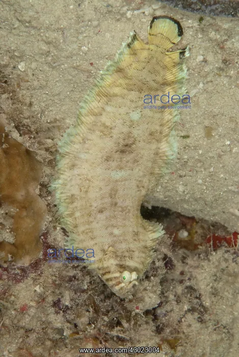 : Banded Sole : Banded Sole
