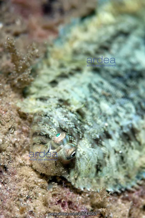 : Banded Sole : Banded Sole