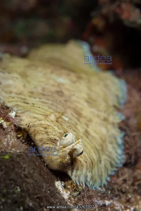 : Banded Sole : Banded Sole