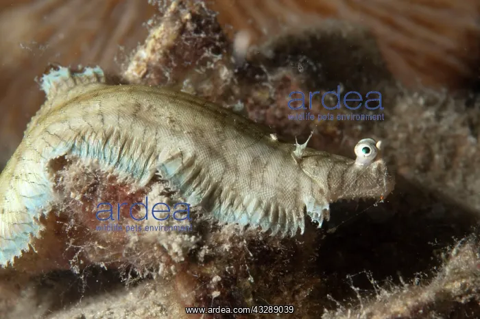 : Banded Sole : Banded Sole