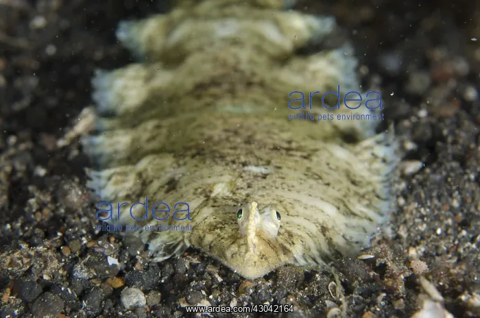 : Banded Sole - on black sand - TK1 dive site, Lembeh : Banded Sole - on black sand - TK1 dive site, Lembeh