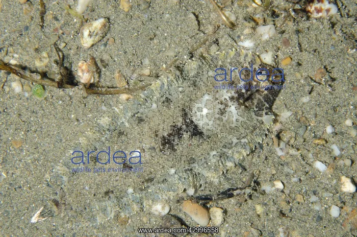 : Banded Sole - in sand, Night dive - Tasi Tolu dive : Banded Sole - in sand, Night dive - Tasi Tolu dive