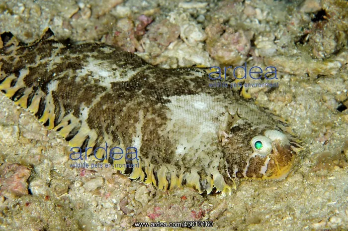 : Banded Sole Wainilu dive site, Rinca Island, Komodo : Banded Sole Wainilu dive site, Rinca Island, Komodo