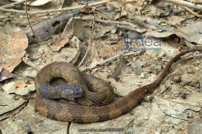 : Banded South American Water Snake : Banded South American Water Snake