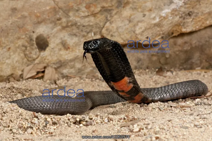 : Banded Spitting Cobra, Naja nigricollis : Banded Spitting Cobra, Naja nigricollis