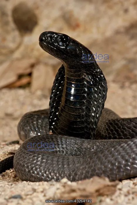 : Banded Spitting Cobra, Naja nigricollis : Banded Spitting Cobra, Naja nigricollis