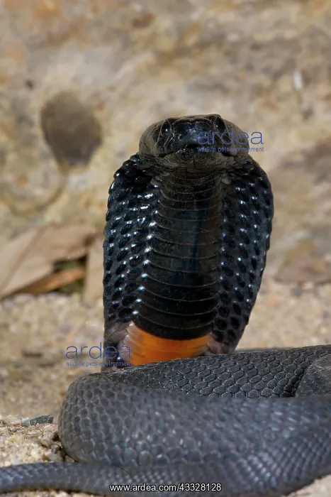 : Banded Spitting Cobra, Naja nigricollis : Banded Spitting Cobra, Naja nigricollis