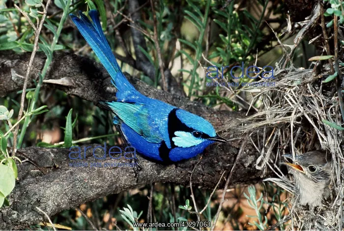 : BANDED / SPLENDID WREN : BANDED / SPLENDID WREN