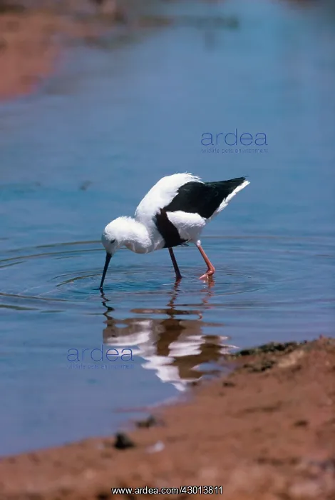 : Banded Stilt : Banded Stilt