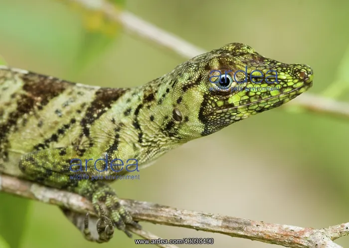 : Banded tree anole : Banded tree anole