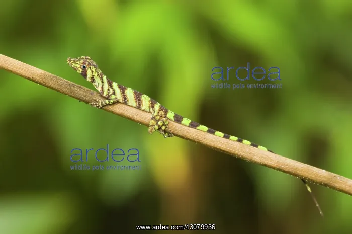 : Banded Tree Anole (Anolis transversalis) : Banded Tree Anole (Anolis transversalis)