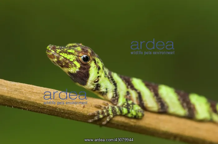 : Banded Tree Anole (Anolis transversalis) : Banded Tree Anole (Anolis transversalis)
