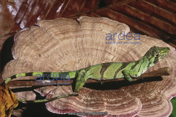 : Banded Tree Anole (Anolis transversalis) : Banded Tree Anole (Anolis transversalis)