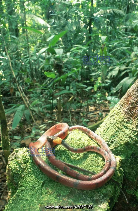 : Banded Treesnake : Banded Treesnake