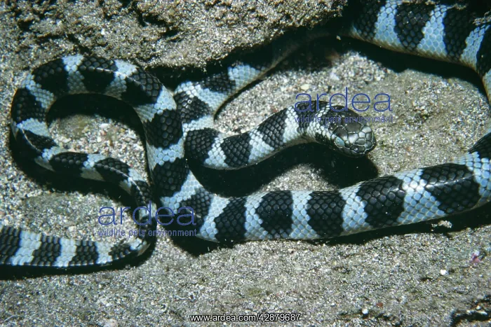 : Banded / Turtle-headed SEA SNAKE - venomous : Banded / Turtle-headed SEA SNAKE - venomous