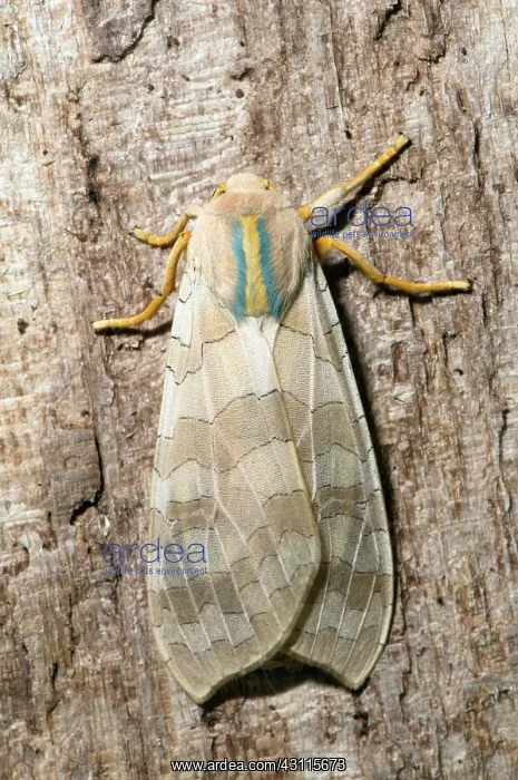 : Banded Tussock Moth : Banded Tussock Moth