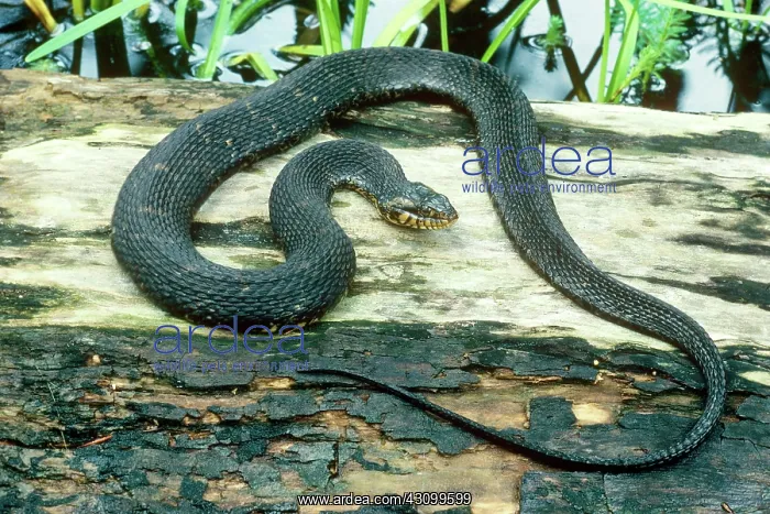 : Banded Water Snake : Banded Water Snake