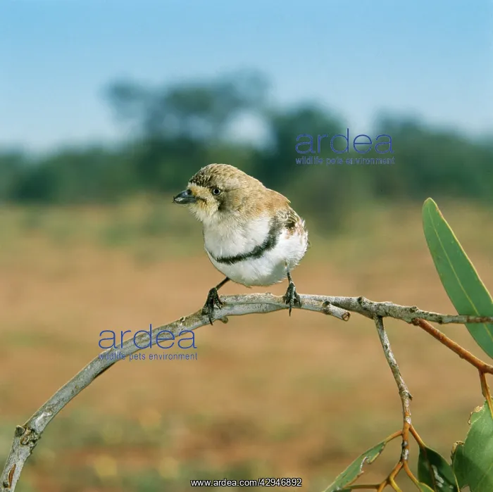 : Banded WHITEFACE : Banded WHITEFACE